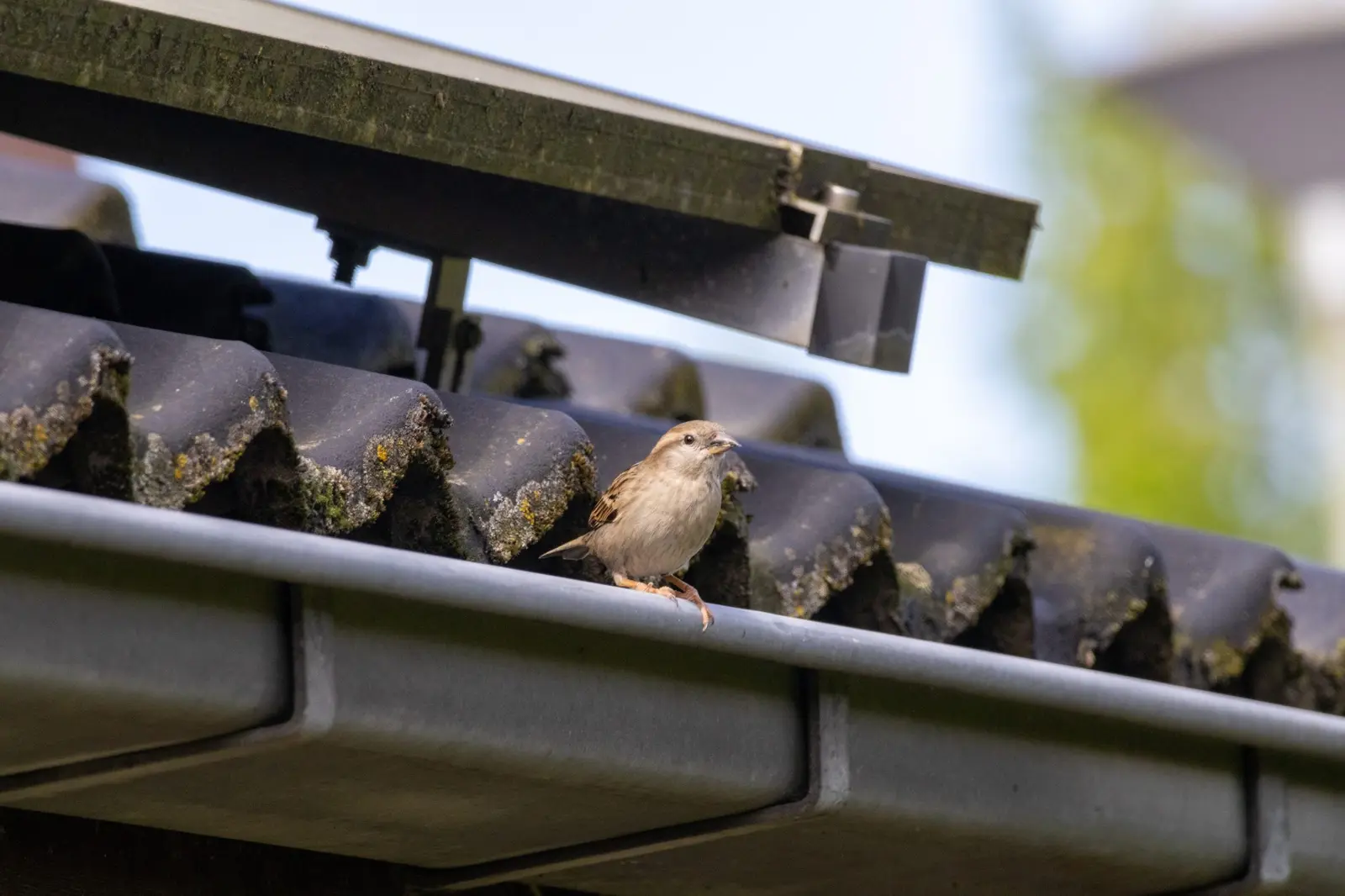 Gutter and downspout on the edge of a shingle roof